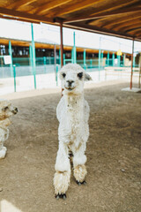 Fototapeta premium Young llama standing in a barn area with a dirt floor and wooden beams during daytime at a farm setting