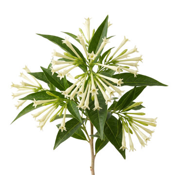 Delicate night blooming jasmine cestrum nocturnum with tubular white flowers and green leaves, isolated on transparent background.