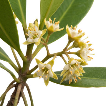 Beautiful cluster of small white red mangrove rhizophora mangle flowers with green leaves, isolated on transparent background.