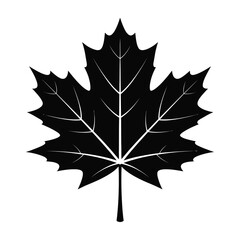 Fototapeta premium Black maple leaf silhouette isolated on white background with detailed veins