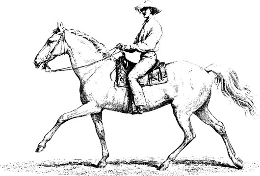 Antique engraving of a rancher riding a horse isolated on white for vintage poster and background design