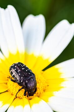 Spotted Chafer Beetle Pollinating Wild Daisy Flower Macro Algarve