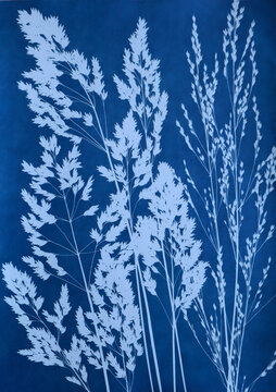 cyanotype, cyanotype plant print, sun-kissed print, blue print