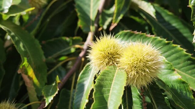 Close-up view of a sweet chestnut tree with numerous spiny green burs surrounded by glossy serrated leaves, illuminated by bright natural sunlight