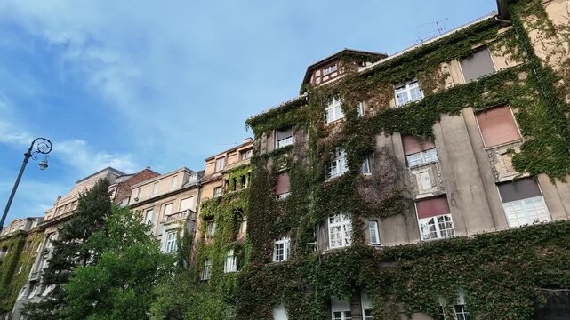 video of historic urban buildings in Zagreb covered extensively with climbing ivy