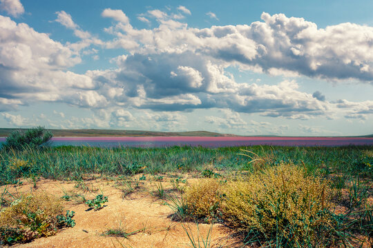 Pink salt lake in the steppe on a summer sunny day