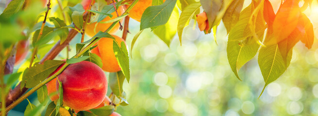 Peach on a branch in an orchard. Harvest of ripe peaches