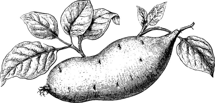 Antique botanical engraving of sweet potato with leaves isolated on white for vintage label background and botanical poster design