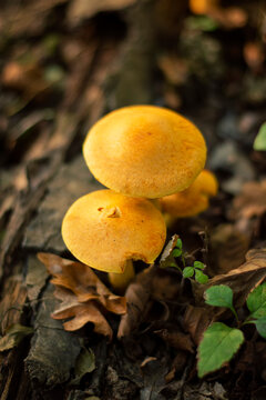 orange cap boletus