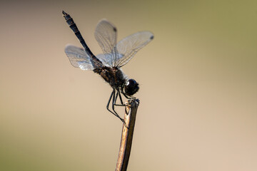 A detailed macro photography of a male black darter dragonfly (Sympetrum danae), also known as a black meadowhawk. The insect is perched vertically on a dry wooden stick with its intricate, translucen © ForFarm