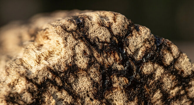 Agarwood oud resin veins saturating aquilaria tree wood macro