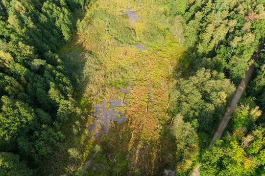 Mokradła w Borach Dolnośląskich. Obszar wypełniony wodą mającą brunatny odcień. Nad powierzchnią wody widoczne są place rosnących w niej roślin. Brzegi porasta wysoki, mieszany las. Zdjęcie z drona.