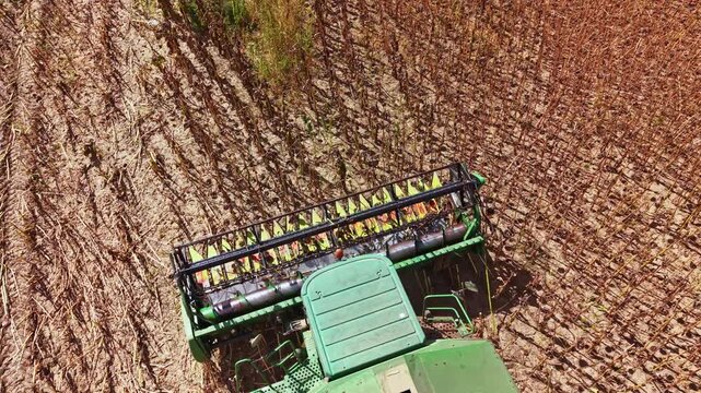 Farm machinery is seen cutting through tall plant rows in a field. The sunlight shines down on the scene, highlighting the harvested crops and the machinery at work.