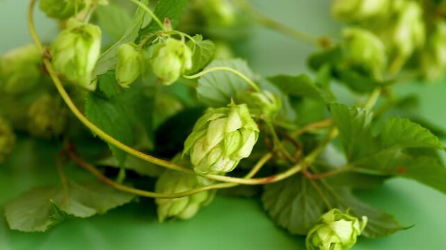 Natural green hop branches arranged with large copy space