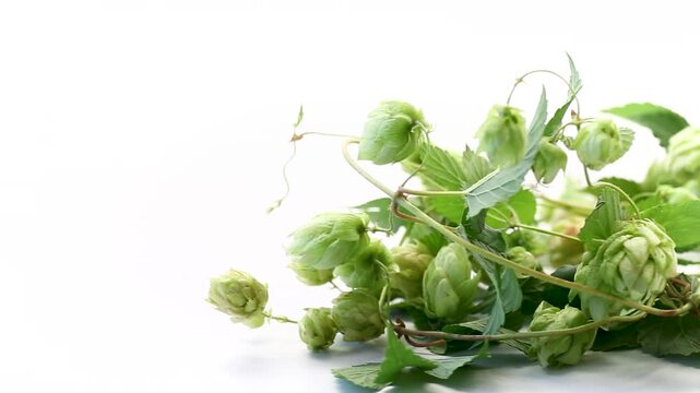 Green hop plant with abundant cones on white background