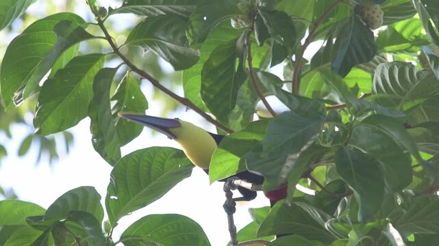 yellow-throated toucan