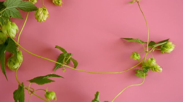 Fresh green hops forming decorative frame on pink background