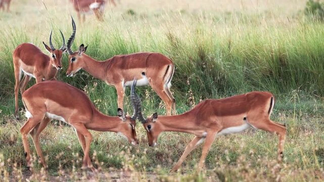 Video footage of impalas grazing fighting in the savanna  at Ol Pejeta National Park, Kenya.