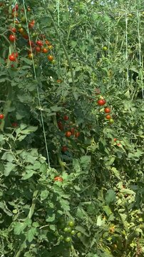 Growing ripe red tomatoes in a modern greenhouse. Organic tomato plants growing in greenhouse interior - Vertical Video