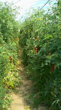 Growing ripe red tomatoes in a modern greenhouse. Organic tomato plants growing in greenhouse interior - Vertical Video