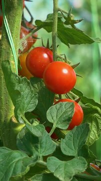 Growing ripe red tomatoes in a modern greenhouse. Organic tomato plants growing in greenhouse interior - Vertical Video