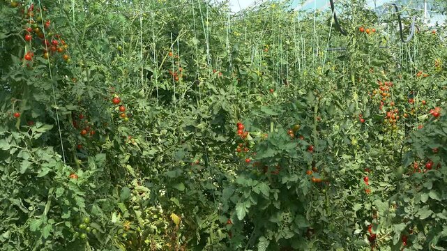 Growing ripe red tomatoes in a modern greenhouse. Organic tomato plants growing in greenhouse interior- Video Set
