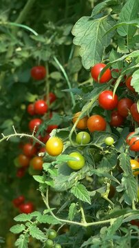 Growing ripe red tomatoes in a modern greenhouse. Organic tomato plants growing in greenhouse interior - Vertical Video