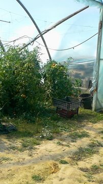 Growing ripe red tomatoes in a modern greenhouse. Organic tomato plants growing in greenhouse interior - Vertical Video