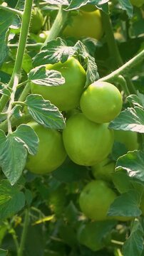 Growing ripe red tomatoes in a modern greenhouse. Organic tomato plants growing in greenhouse interior - Vertical Video