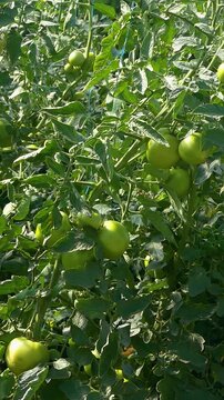 Growing ripe red tomatoes in a modern greenhouse. Organic tomato plants growing in greenhouse interior - Vertical Video