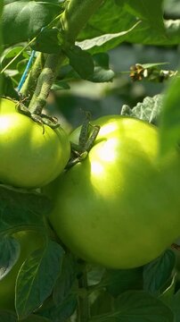 Growing ripe red tomatoes in a modern greenhouse. Organic tomato plants growing in greenhouse interior - Vertical Video