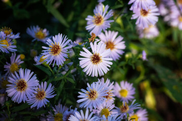 Obraz premium daisies in a garden