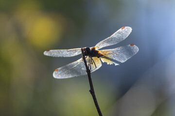 A stunning close-up shot of a dragonfly perched on top of a thin dry twig, captured in dramatic backlight. The golden sunlight shines through its intricate translucent wings, highlighting the textured © ForFarm