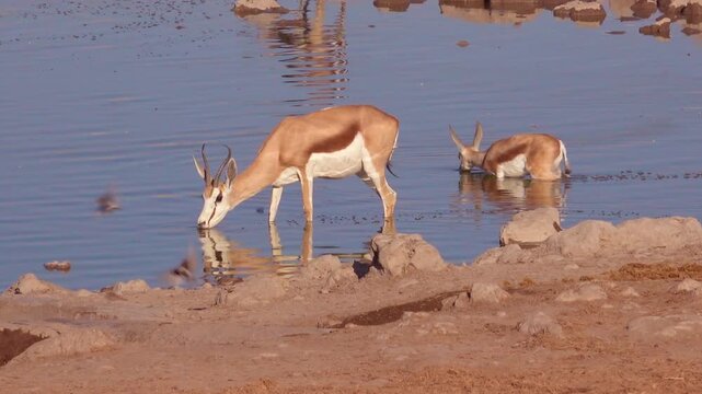 Group of wild springbok antelopes drinking water from a scenic pond in a remote dry landscape.