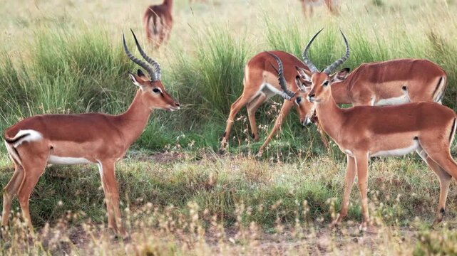 Video footage of impalas grazing fighting in the savanna  at Ol Pejeta National Park, Kenya.