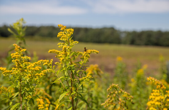 Yellow goldenrod flowers blooming in a sunny field with a small insect