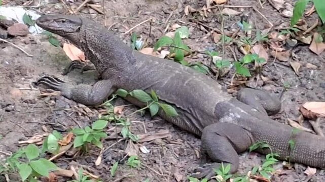 Close up of a Bengal monitor lizard flicking its tongue on dry ground - Horizontal view