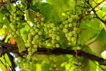 Clusters of unripe green grapes hanging from a vine in the sunlight © k_samurkas