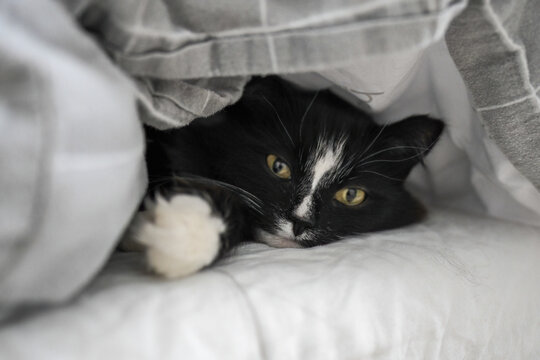 Black and white cat resting under soft gray blanket on cozy bed