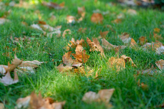 Autumn leaves scattered on a vibrant green lawn with dappled sunlight