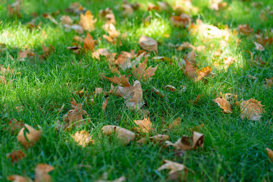 Autumn leaves scattered on a vibrant green lawn with dappled sunlight