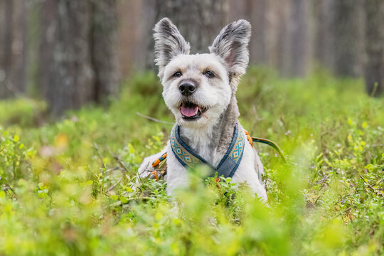 Happy dog wearing harness resting in lush green forest during outdoor summer hike in nature