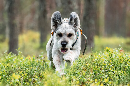 Happy dog wearing harness standing in lush green forest during outdoor summer walk in nature