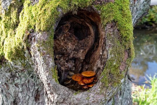 Mushrooms growing inside hollow moss covered tree trunk in autumn forest