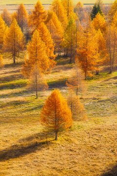 Vertical photo. Autumn landscape. Yellow larch trees. Light and shadow. Incredible view of the mountain valley. Background, wallpaper, postcards.