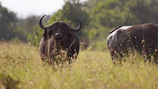 Video footage of African buffalo in the savanna landscape of Ol Pejeta National Park, Kenya.