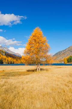 Vertical photo. Autumn landscape. Yellow larch trees. Incredible view of the mountain valley with lake. Background, wallpaper, postcards.