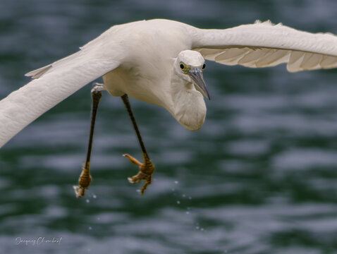 Aigrette garzette