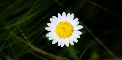 A single clean and pure little yellow daisy stands alone, beautiful, among the messy grass. © Yf