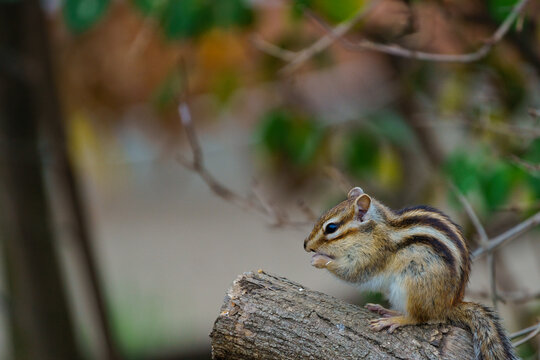 シマリス Images – Browse 6,733 Stock Photos, Vectors, and Video